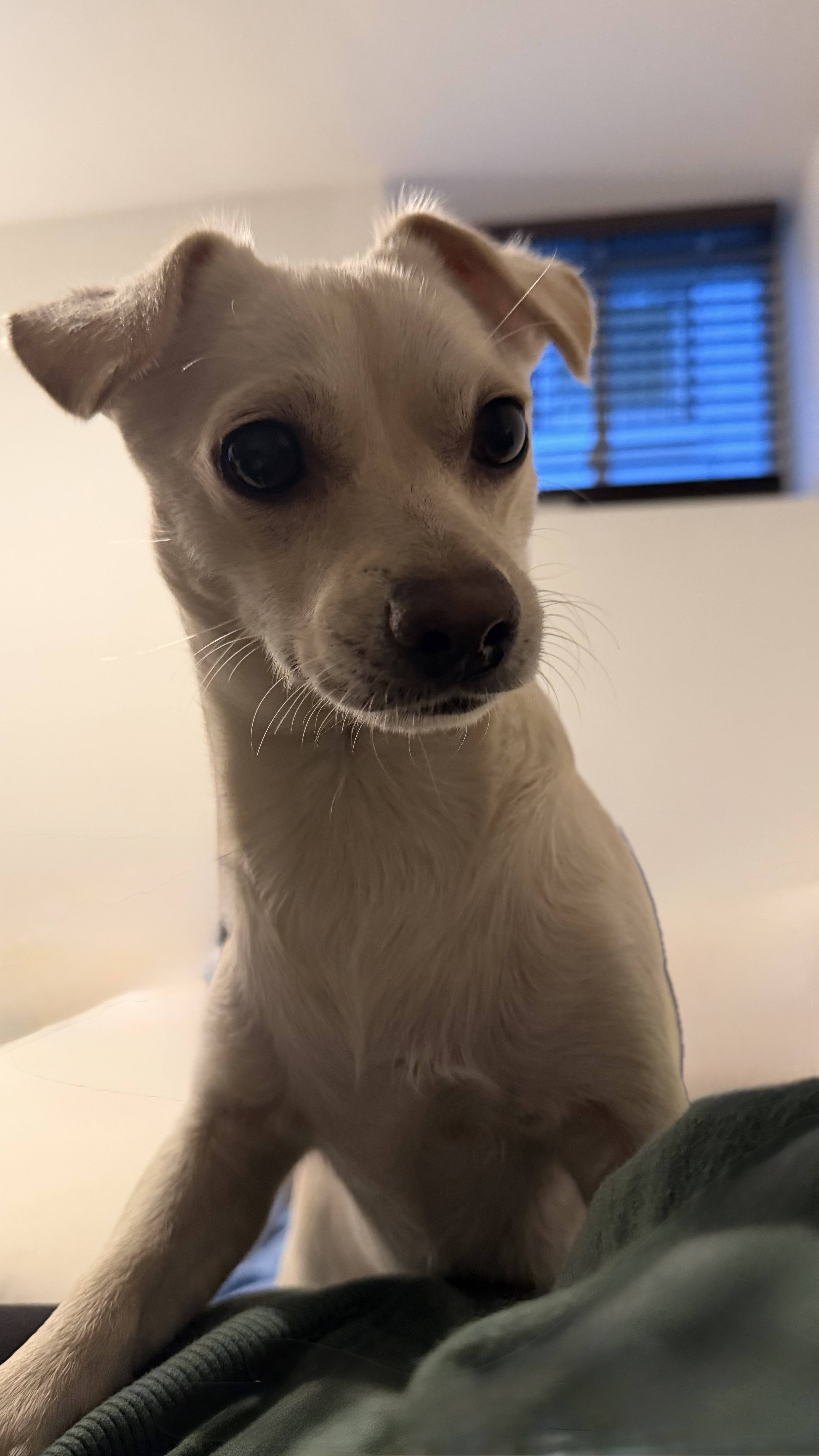 Simba